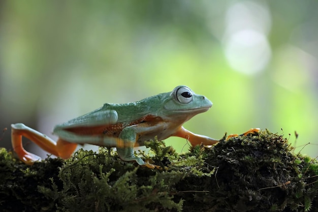 Fliegender Frosch, der auf Niederlassung sitzt Schöner Laubfrosch auf Niederlassung