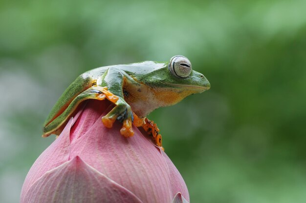 Fliegender Frosch, der auf roter Knospe sitzt