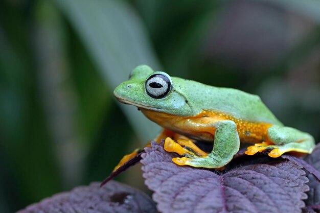 Fliegender Frosch Nahaufnahme Gesicht auf Ast Javan Laubfrosch Nahaufnahme Bild Rhacophorus reinwartii auf grünen Blättern