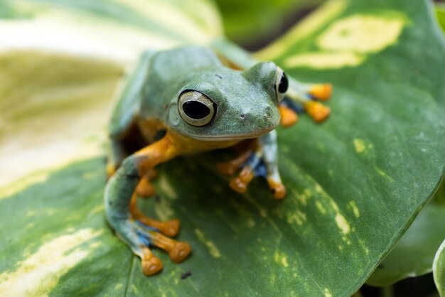 Fliegender Frosch Nahaufnahme Gesicht auf Ast Javan Laubfrosch Nahaufnahme Bild Rhacophorus reinwartii auf grünen Blättern