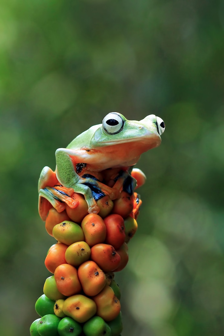 Kostenlose Foto fliegender frosch nahaufnahme schöner laubfrosch auf roter blume tier nahaufnahme rhacophorus reinwardtii