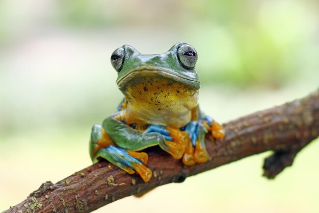 Fliegender Frosch sitzt auf einem Ast Schöner Laubfrosch auf einem Ast Rachophorus reinwardtii Javanischer Laubfrosch