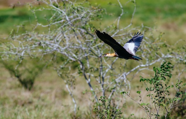 Fliegender Ibis mit schwarzem Gesicht, umgeben von Grün unter dem Sonnenlicht mit einem verschwommenen Hintergrund