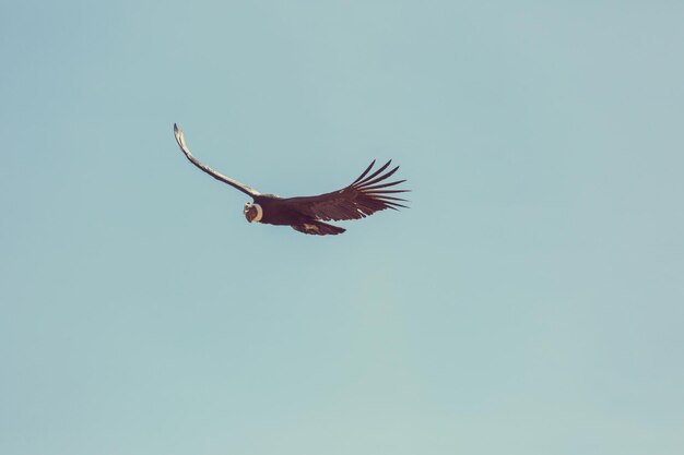 Fliegender kondor in der colca-schlucht, peru