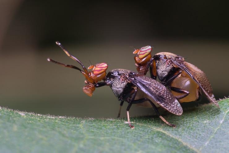 Kostenlose Foto fliegt