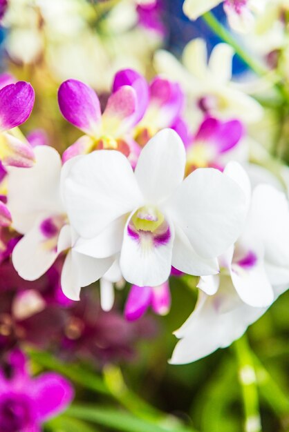 Flora natur natürlich gelb violett