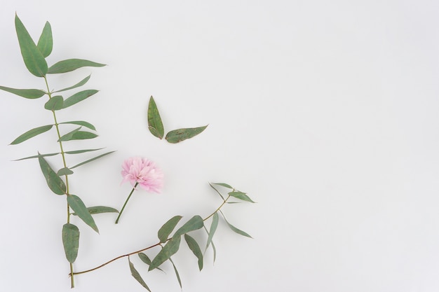 Kostenloses Foto floral zusammensetzung mit blättern und rosa blume