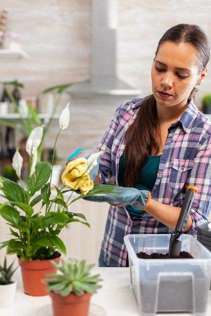 Floristenfrau, die morgens Blumenblätter auf dem Küchentisch abwischt. Verwenden Sie fruchtbaren Boden mit einer Schaufel in einen Topf, einen weißen Keramikblumentopf und Pflanzen, die zum Umpflanzen für die Hausdekoration vorbereitet sind, um sie zu pflegen