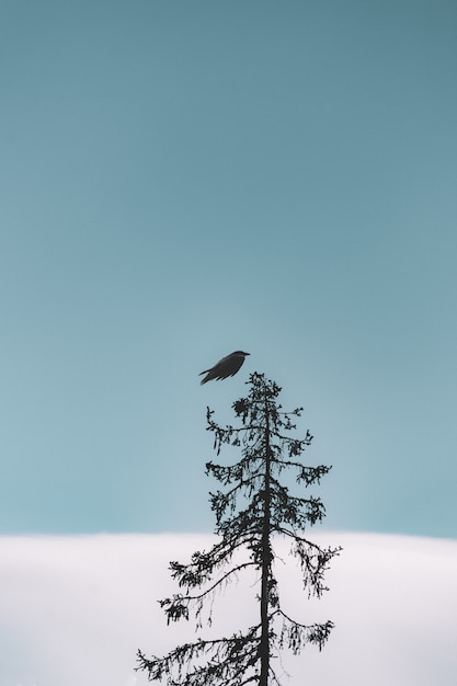 Flug des schwarzen vogels über baum