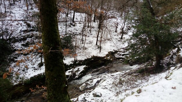 Fluss, der durch den mit Schnee bedeckten Wald fließt
