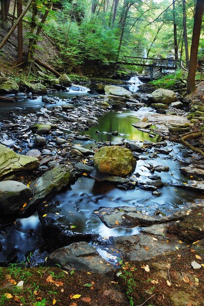 Fluss mit Felsen im Wald