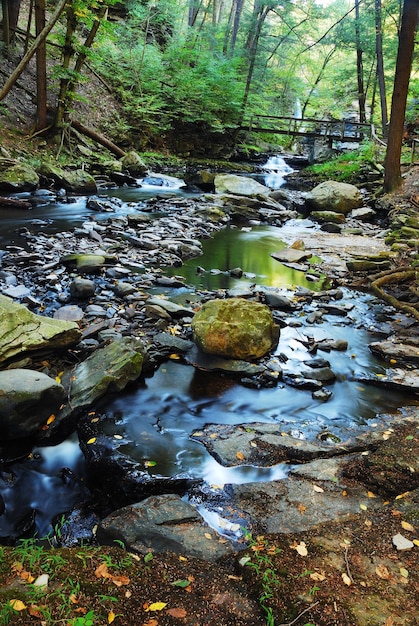 Fluss mit Felsen im Wald