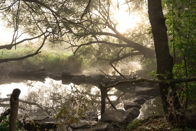 Fluss mit Stromschnellen im Nebel im Wald an einem frühen Herbstmorgen