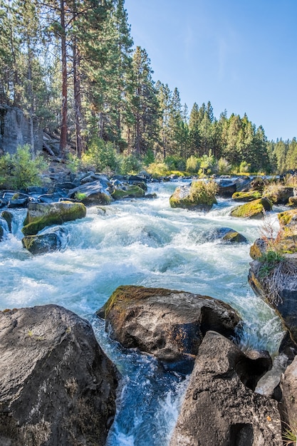 Kostenloses Foto fluss umgeben mit blumen im herbst während des tages