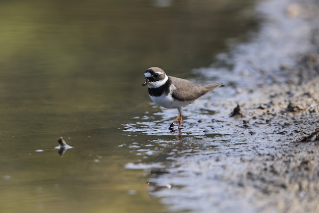 Flussregenpfeifer, charadius hiaticula