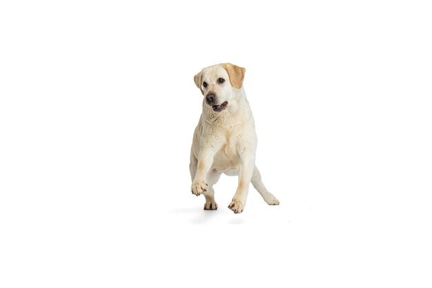 Flyer mit Porträt des reinrassigen Hundes Labrador Retriever posiert isoliert auf weißem Studiohintergrund