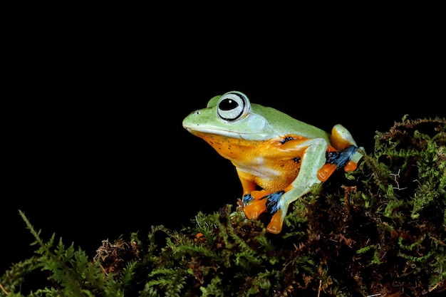 Flying Frog Closeup Gesicht auf Ast J
