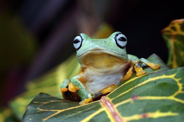 Flying Frog Closeup Gesicht auf Ast Javan Tree Frog Closeup Image