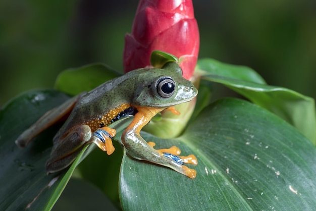 Kostenloses Foto flying frog closeup gesicht auf ast javan tree frog closeup image