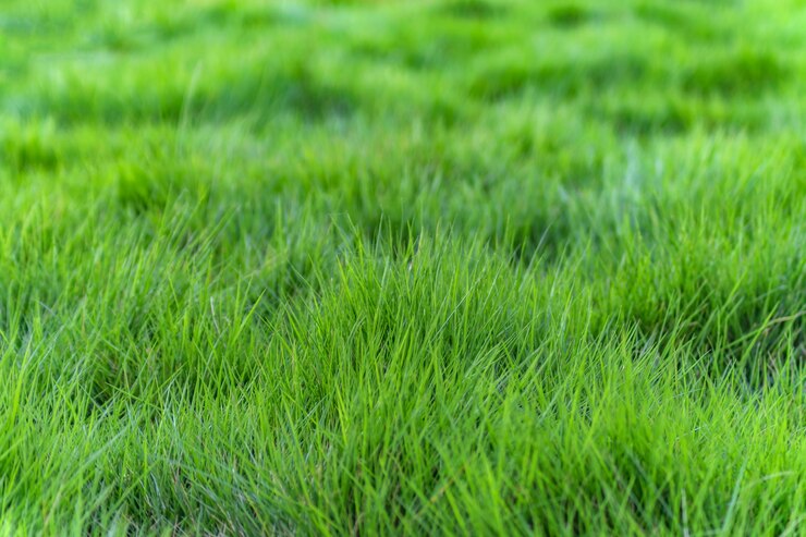 Kostenlose Foto fokus-effekt üppiges natürliches wachstum