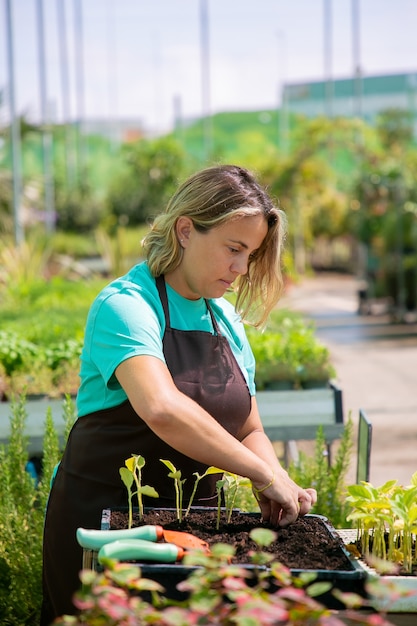 Fokussierte weibliche professionelle Gärtnerin, die Sprossen im Behälter mit Erde im Gewächshaus pflanzt. Vertikaler Schuss. Gartenarbeit, Botanik, Anbaukonzept.