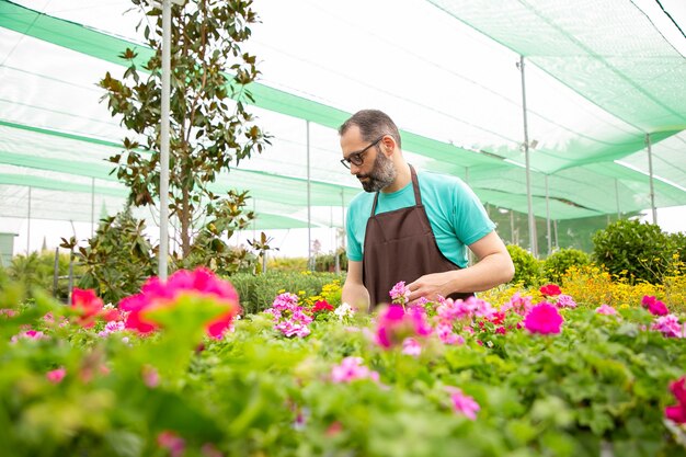 Fokussierter Mann, der mit Blumen in Töpfen im Gewächshaus arbeitet