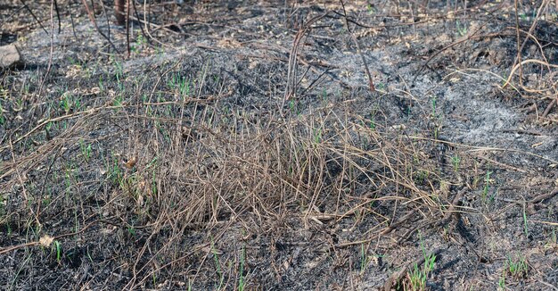 Folgen eines Waldbrandes Verbrannte Pflanzen im Wald Ökologische Katastrophe Ein erloschener Waldbrand selektiver Fokus