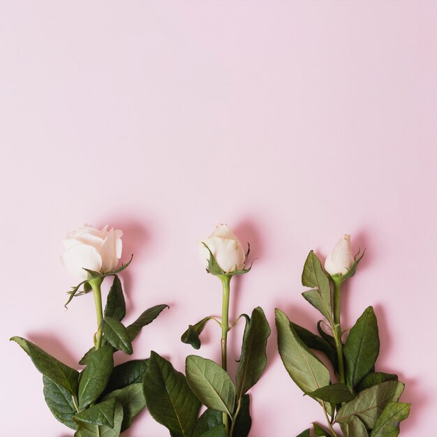 Folgen von blühenden weißen Rosen auf rosa Hintergrund