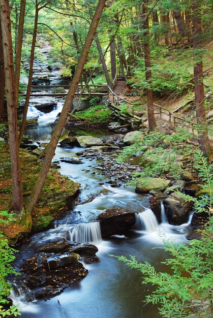 Forest CREEK MIT WANDERSPUREN