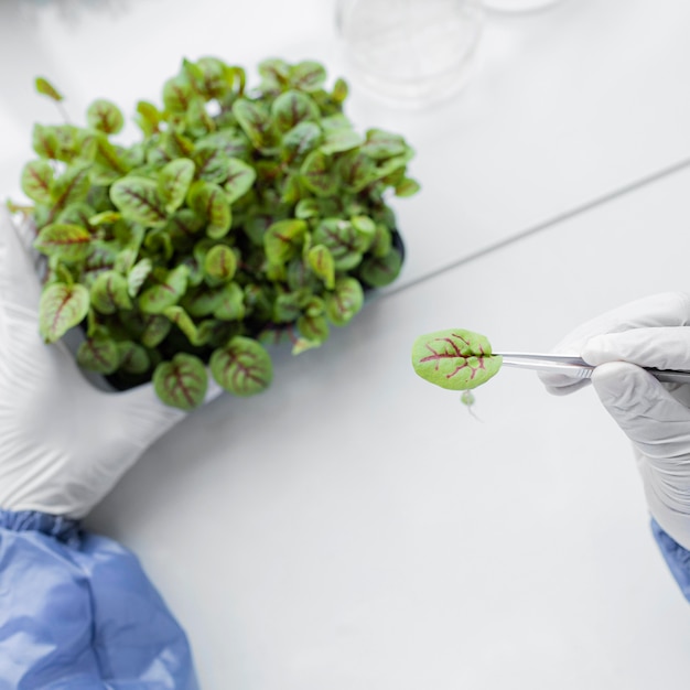 Forscher analysiert Pflanze im Biotechnologielabor