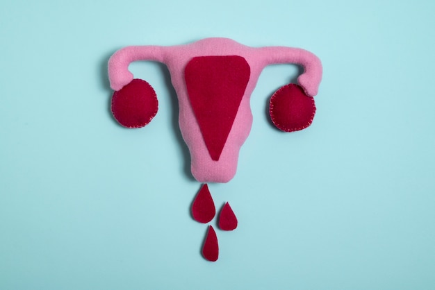 Fortpflanzungssystem zur Veranschaulichung der Menstruation