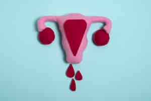 Kostenloses Foto fortpflanzungssystem zur veranschaulichung der menstruation