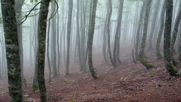 Foto eines nebligen Waldes mit hohen Bäumen