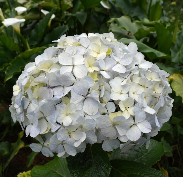 Kostenloses Foto foto hortensienblüte in nahaufnahme