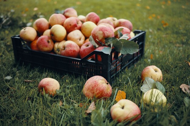 Foto im Freien von frisch gepflückten roten Äpfeln in Plastikkiste und einigen Früchten, die auf grünem Gras verstreut sind. Erntezeit, Herbst, Gartenbau, Gartenarbeit, natürliche Bio-Lebensmittel und Ernährungskonzept