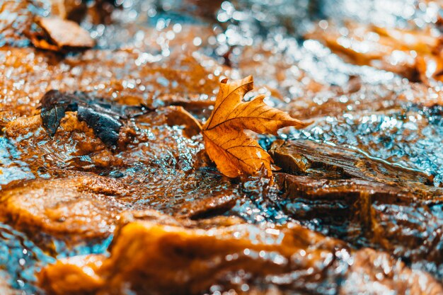 Foto von einem Gebirgsfluss im Wald