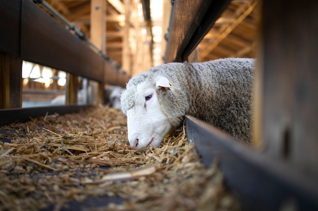 Foto von Schafstier, das Nahrung von automatisiertem Förderbandförderer auf Rinderfarm isst