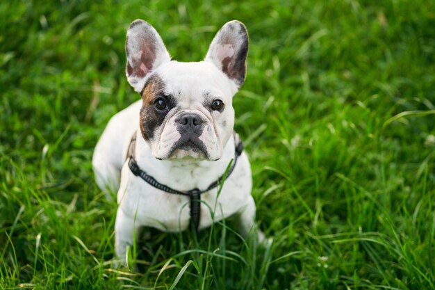 Französische Bulldogge, die draußen auf grünem Gras sitzt