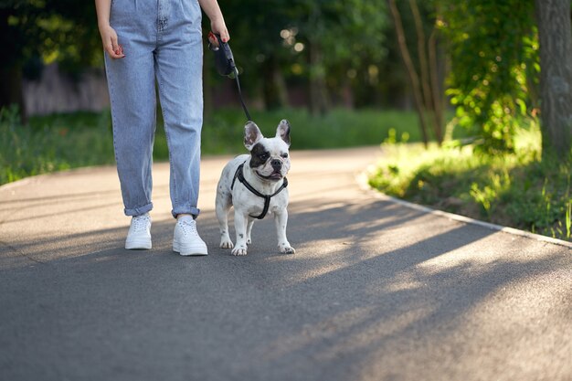 Französische Bulldogge, die im Park an der Leine geht