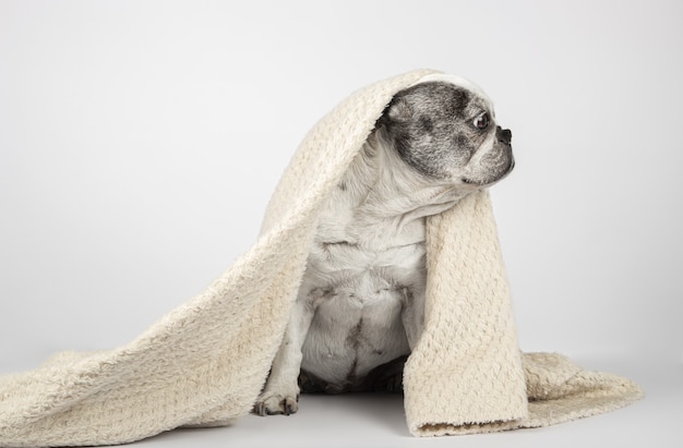 Französische Bulldogge, die in Decke gewickelt sitzt und auf einem weißen Hintergrund zur Seite schaut