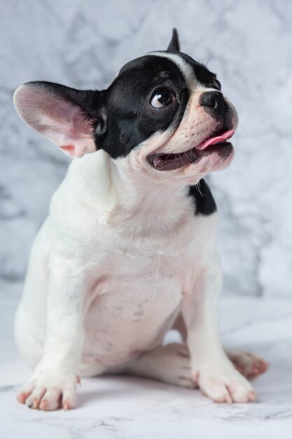 Französische Bulldogge Hunderassen Weiß Polka Dot Schwarz Auf Marmor.