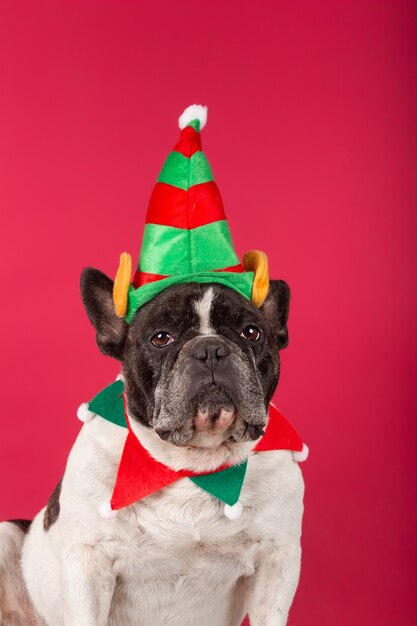 Französische Bulldogge mit einer Weihnachtsmütze und einer lustigen Sonnenbrille an der roten Wand