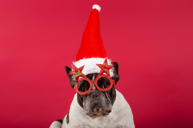 Französische Bulldogge mit Weihnachtsmütze und lustiger Sonnenbrille auf Rot