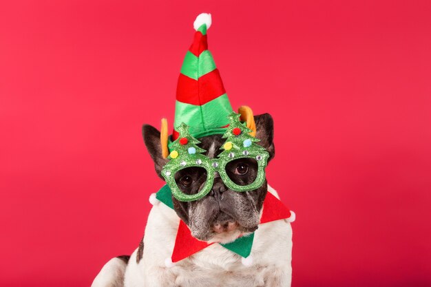 Französische Bulldogge mit Weihnachtsmütze und lustiger Sonnenbrille auf roter Wand