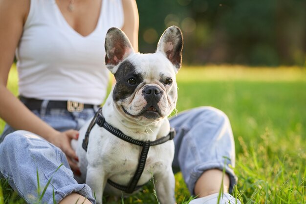 Französische Bulldogge sitzt auf Gras mit unerkennbarem Besitzer