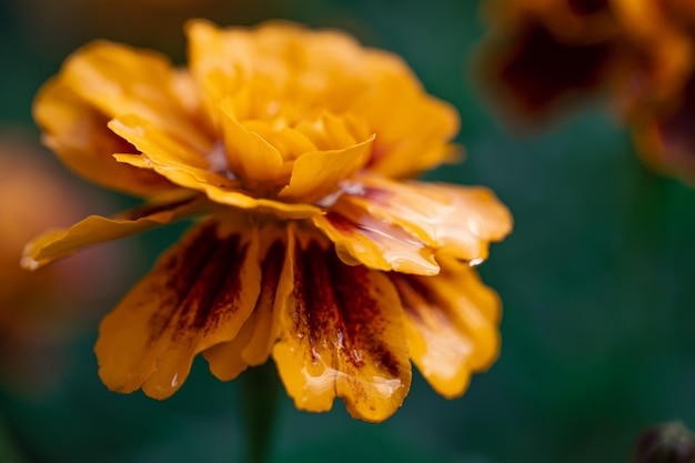 Französische ringelblume tagetes patula nahaufnahme makroaufnahme