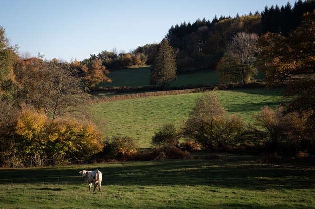 Französisches Feld mit Kuh in Burgund