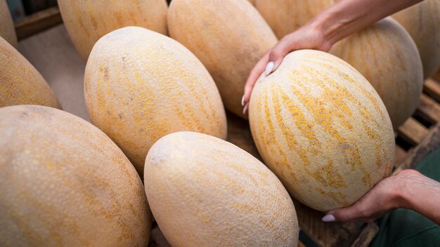 Frau, die eine frische Melone mit Kopienraum sucht