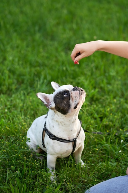 Frau, die französische Bulldogge auf garss füttert