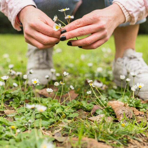 Frau, die kleine weiße Blumen vom Land auswählt